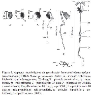 Scielo Brasil Caracteriza O Da Germina O E Morfologia De Frutos