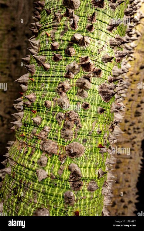 Highly Textured Spiny Trunk Of Kapok Tree Ceiba Pentandra With