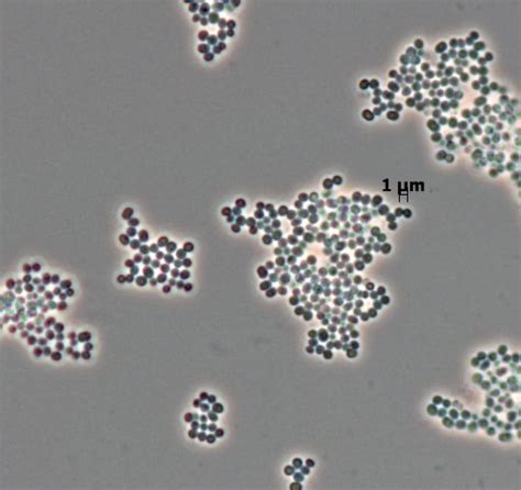 Staphylococcus Hominis