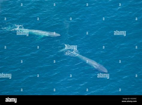 Blue whale aerial hi-res stock photography and images - Alamy