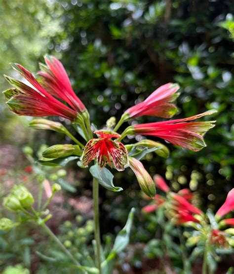 Alstroemeria Lily Tubers Exotic Flower Perennial Lily Plant Peruvian