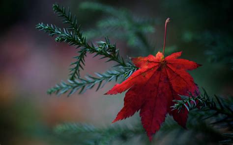 Fallen Leaf Mac Wallpaper Download | AllMacWallpaper