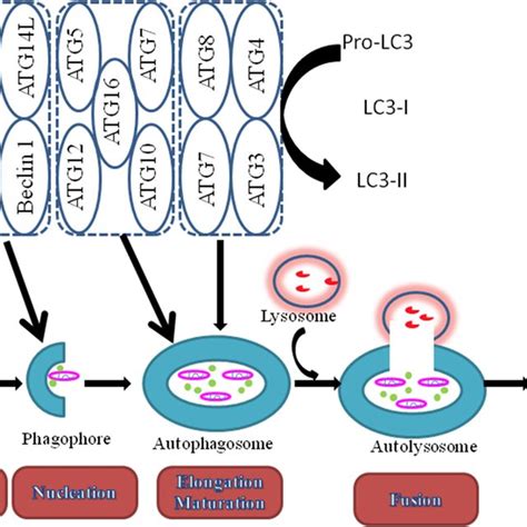 Mtorc Ulk Pathway Is A Master Regulator Responsible For Autophagy