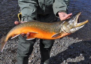 Arctic Char Fishing Trips In Greenland