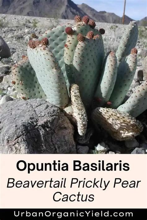 Common Types Of Opuntia Varieties