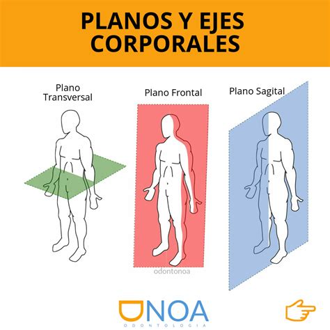 Planos Y Ejes Corporales