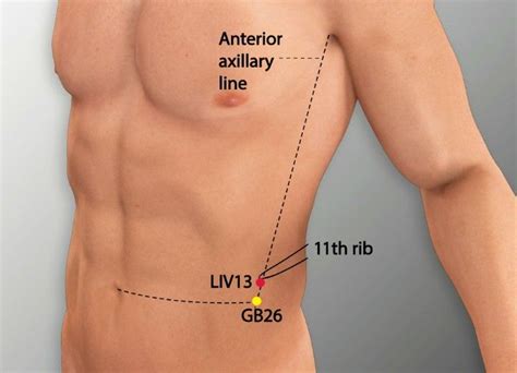 LIV 13 ZHANGMEN Liver Meridian Acupuncture Point Acu Meridian