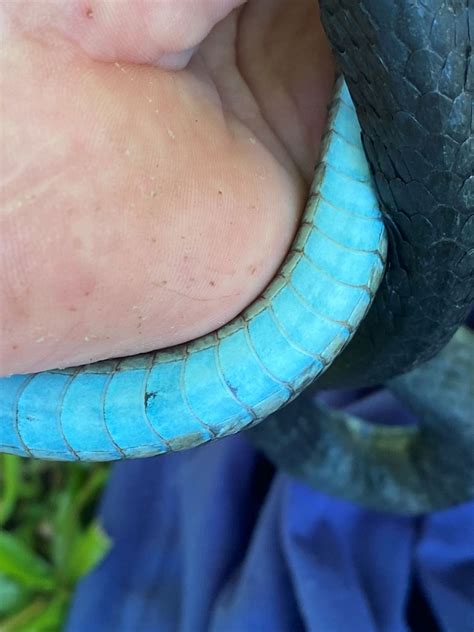 Green Tree Snake — Murwillumbah Snake Catchers