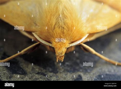 Scalloped Oak Moth Hi Res Stock Photography And Images Alamy