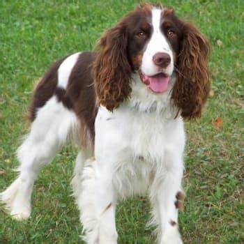 Springer Spaniel Training, Dog Food, Health Issues, and Life Span