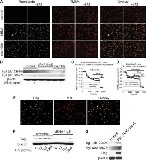 Effect Of Transfecting Cells With Sirna Directed Against Irg1 On Matrix