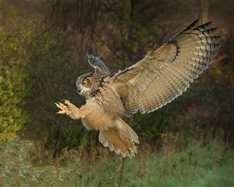 Eagle-Owl Wings Back Photograph by CR Courson | Pixels