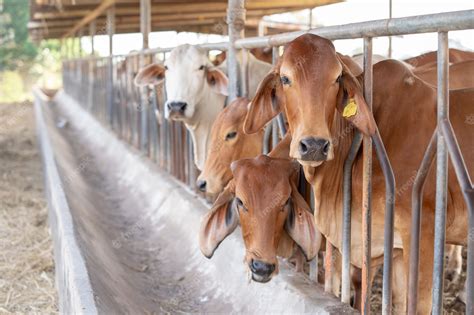 Premium Photo Modern Farm Cowshedmilking Cowshouse Cows Are Used In