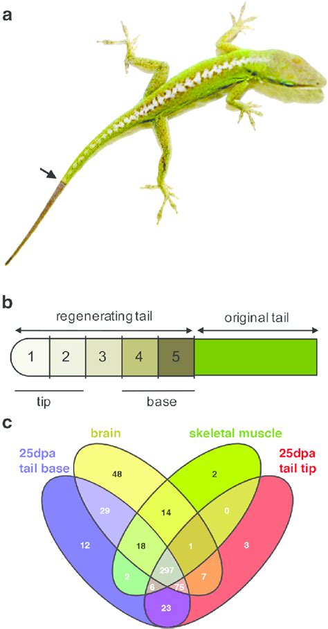 Regeneration In Lizards