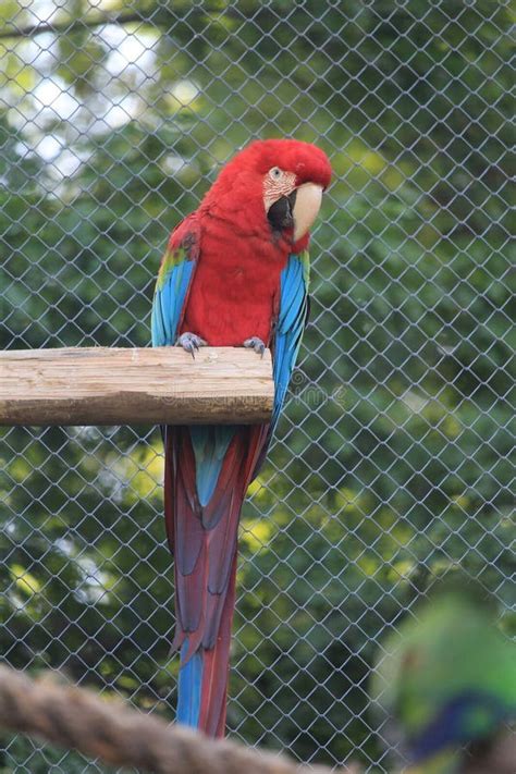 Red And Green Macaw Ara Chloropterus Arara Vermelha South Tropical