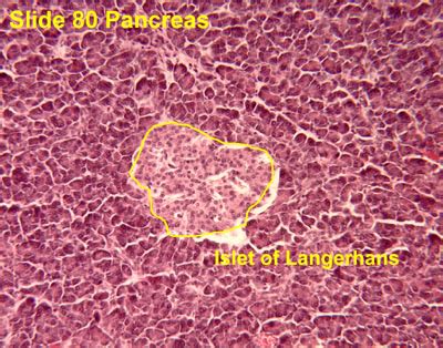 Islets Of Langerhans Histology Pancreas