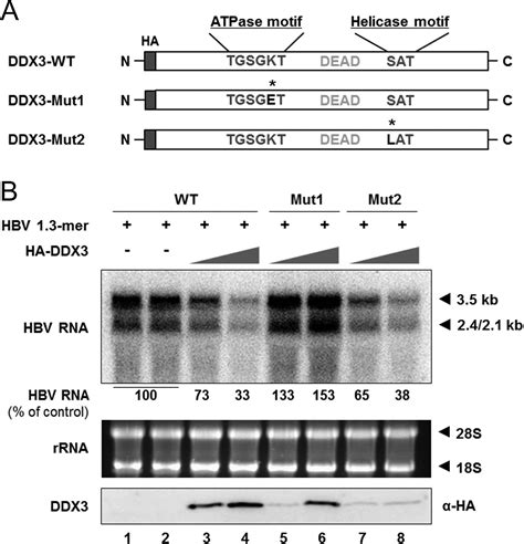 Ddx3 Dead Box Rna Helicase Is A Host Factor That Restricts Hepatitis B