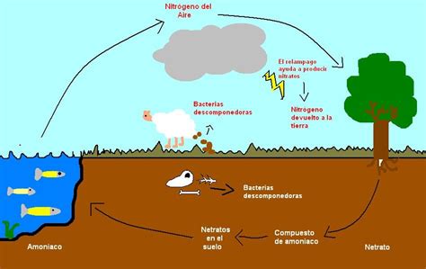 Ciclo De La Naturaleza Ciclo Del Nitr Geno