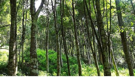 Assam: Tree felling goes on unabated at Dulung Reserve Forest in Lakhimpur