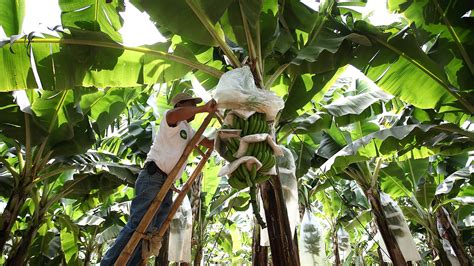 Conoce Las T Cnicas Ecuatorianas Para Producir Banano Org Nico Solagro