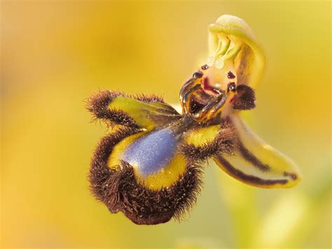 Nature Spotlight: Yellow Bee Orchid – 20Twenty