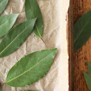 How To Dry Bay Leaves Easy Methods For Drying Sprig Spoon