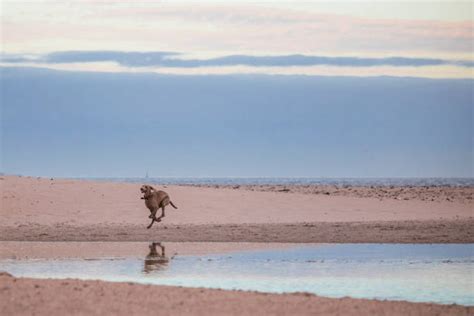 40+ Paarden Eiland Photos Stock Photos, Pictures & Royalty-Free Images ...