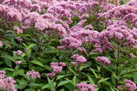 Eupatorium Maculatum Atropurpureum Group Riesenschirm Joe Pye Weed