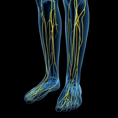 Nervous System Photograph By Scieproscience Photo Library