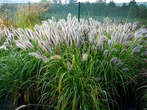 Zone 7 Grass Planting Choosing Ornamental Grass Plants For Zone 7