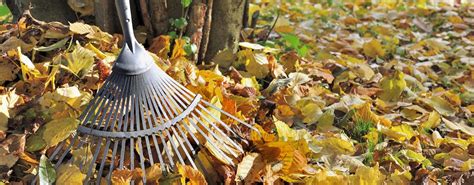 Pourquoi certains arbres perdent leurs feuilles en été