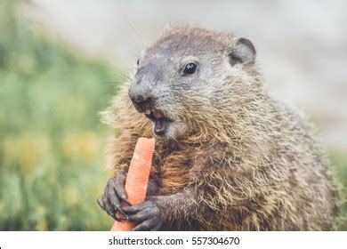 Woodchuck Teeth: Over 261 Royalty-Free Licensable Stock Photos ...