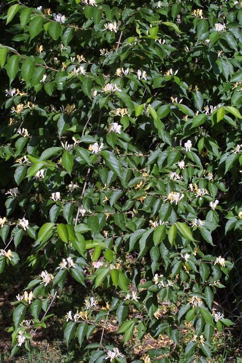 Lonicera Maackii Amur Honeysuckle Go Botany