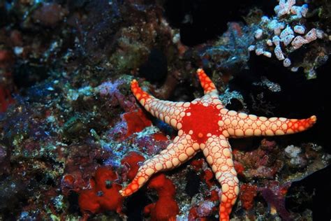 Escarabajo Minero Barrera Las Estrellas De Mar Son Oviparos O Viviparos