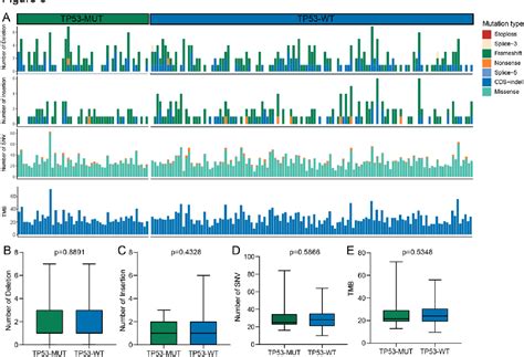 Figure 1 from Comprehensive Analysis of TP53 Mutation Characteristics and Identi cation of ...