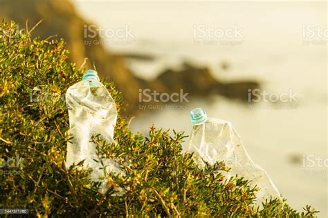 Plastic Empty Water Bottle Abandoned On Nature Stock Photo Download