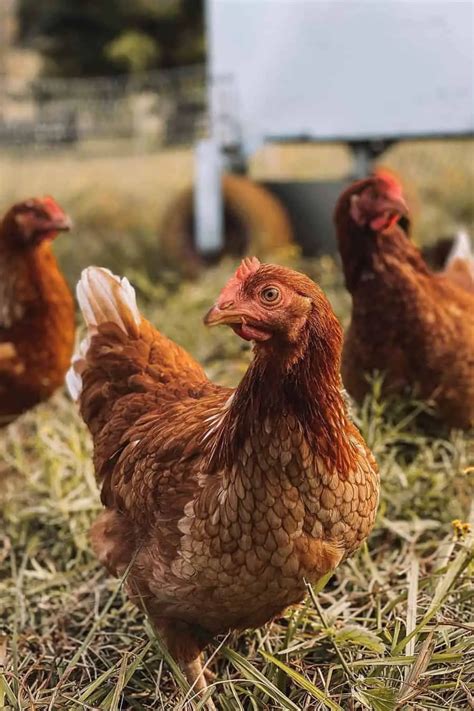 Las 9 Mejores Gallinas Ponedoras De Las Que Obtendrás Más Huevos Gráfico Pol Y Edro