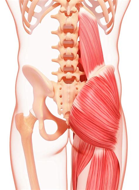 Human Hip Musculature Photograph By Pixologicstudio Science Photo