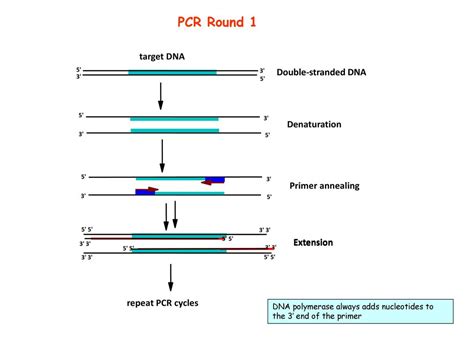 Gel Electrophoresis Analysis Automated Dna Analyzer Ppt Download