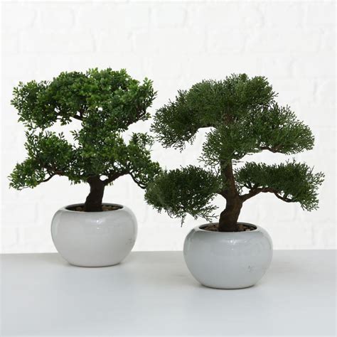 Drzewko bonsai w doniczce liściaste