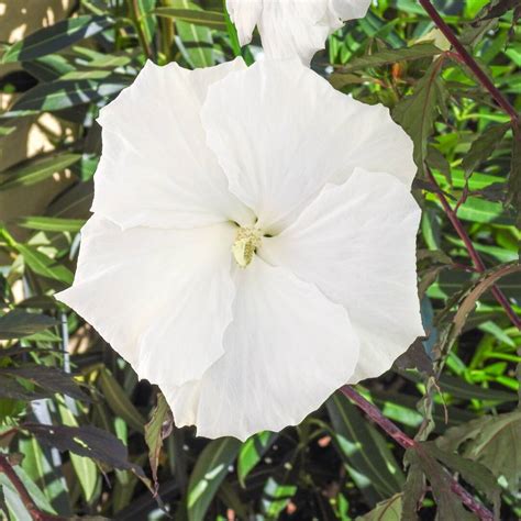 Hibiscus Moscheutos Carousel Ghost Vitro Westland