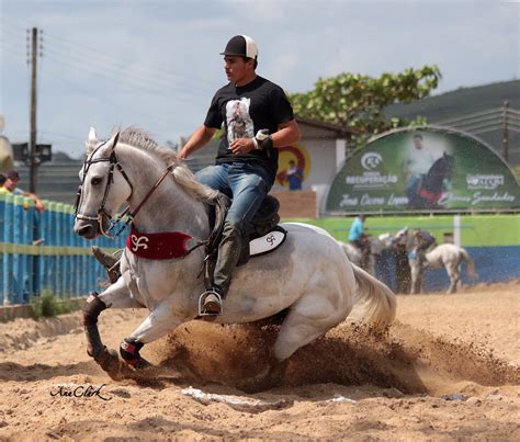 Vaquejada E Minha Paixao Vaquejada Cavalos Quarto De Milha