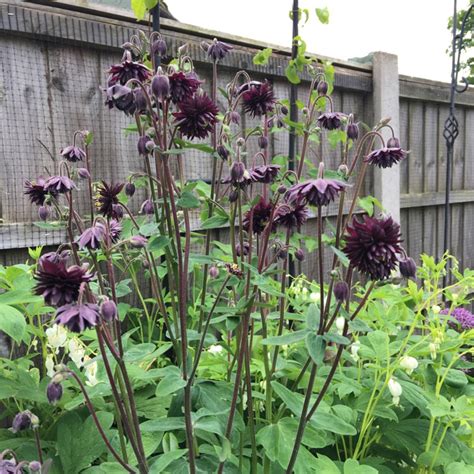 Aquilegia Vulgaris Var Stellata Black Barlow Columbine Black Barlow Uploaded By Jmcg