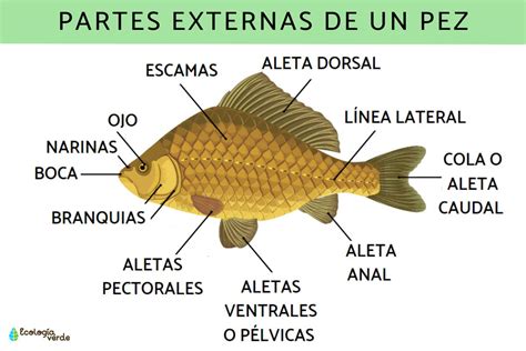 Partes de un pez Guía de la anatomía de los peces