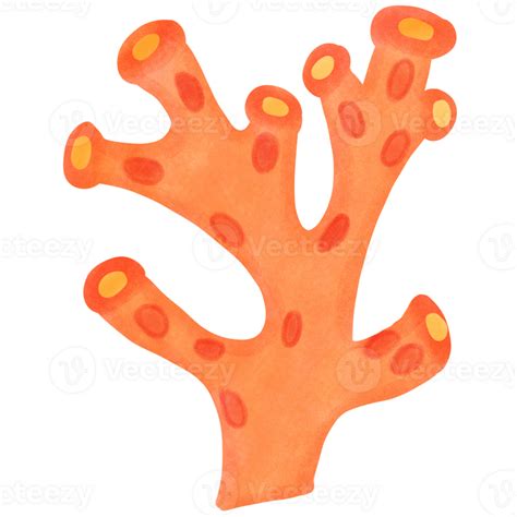 coral  marine life cute coral  png