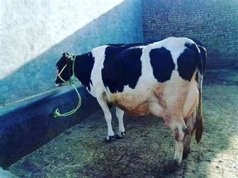 High Milking Hf Cow At Best Price In Karnal Prem Dairy Farm