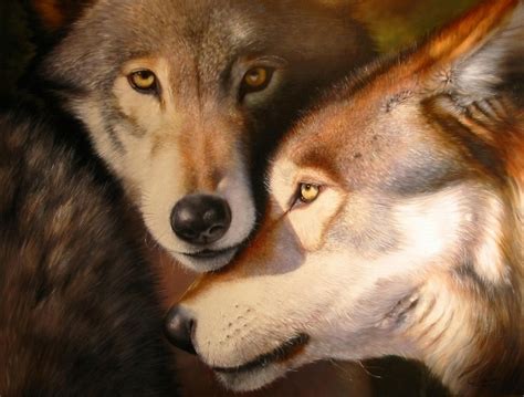 Wolf Couple - Wolves Fan Art (1383781) - Fanpop