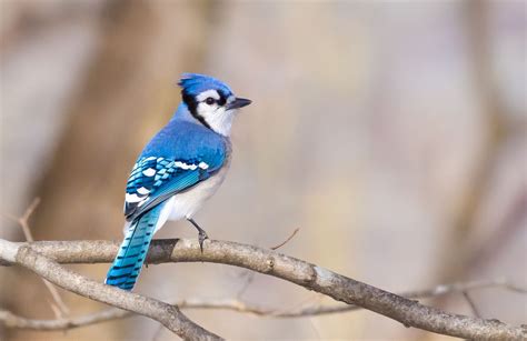 Blue Jay | North American Birds | Bob Innella Photography