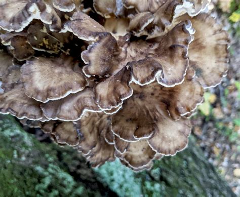 Sheepshead Mushrooms Hunting Guide And How To Cook Them