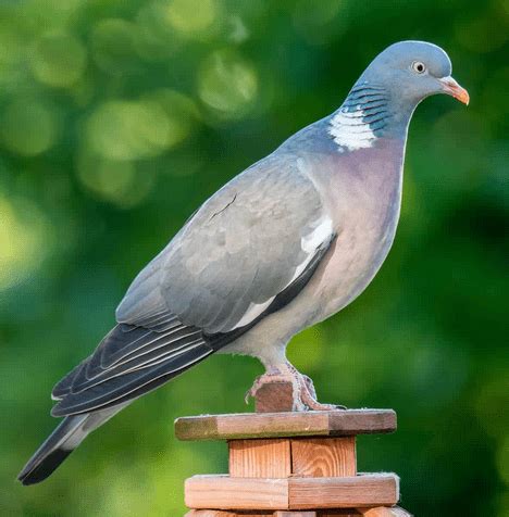 Pigeon Facts: They Mates for Life, Spanning up to 15 Years - Odd Facts